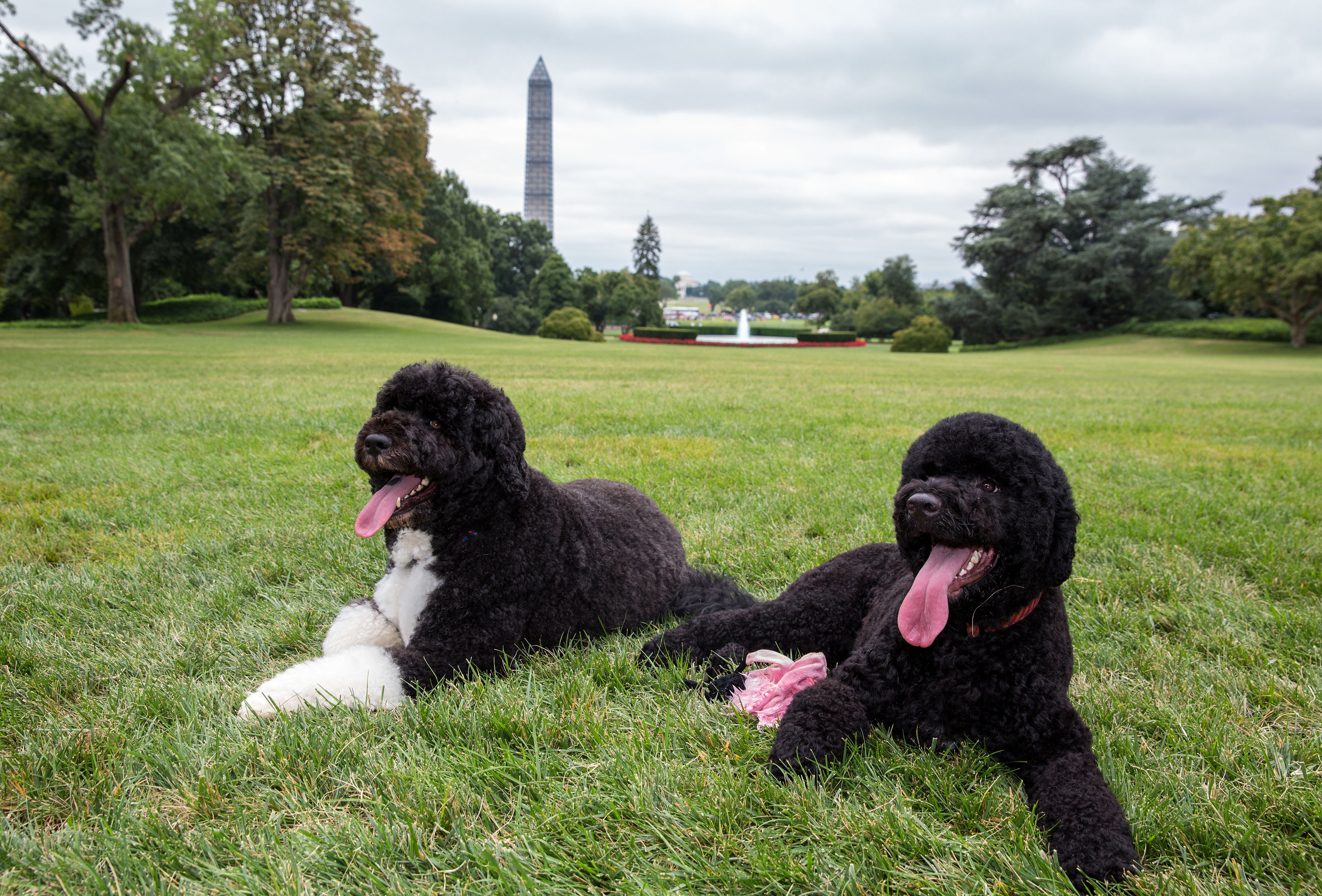 奥巴马在位时养的狗狗,号称白宫第一犬,葡萄牙水犬到底什么来头