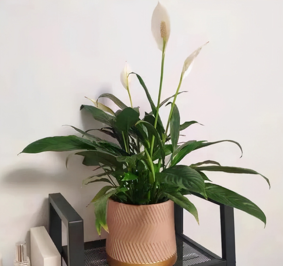 适合养在办公室的4种植物,耐阴又好养,还寓意好