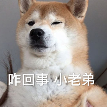 柴犬表情包合集