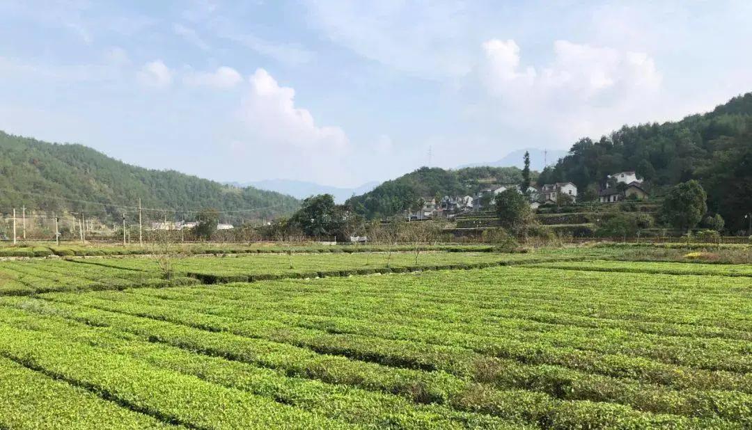 “她”力量为助农扶贫插上美丽翅膀