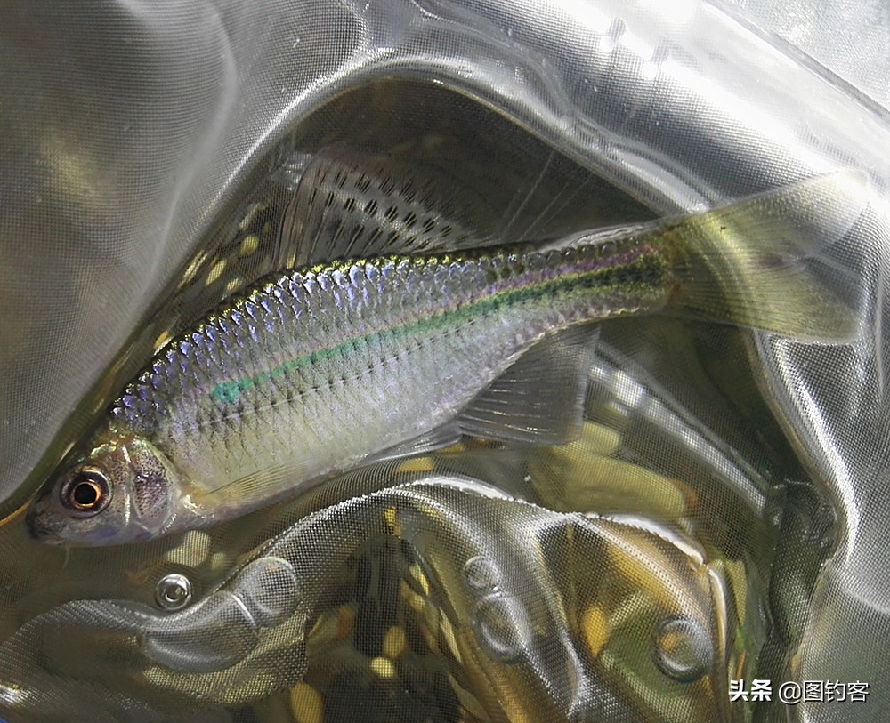 鳑鲏鱼没有人不认识，但个头大有须的鳑鲏你知道吗？它们叫“鱊”