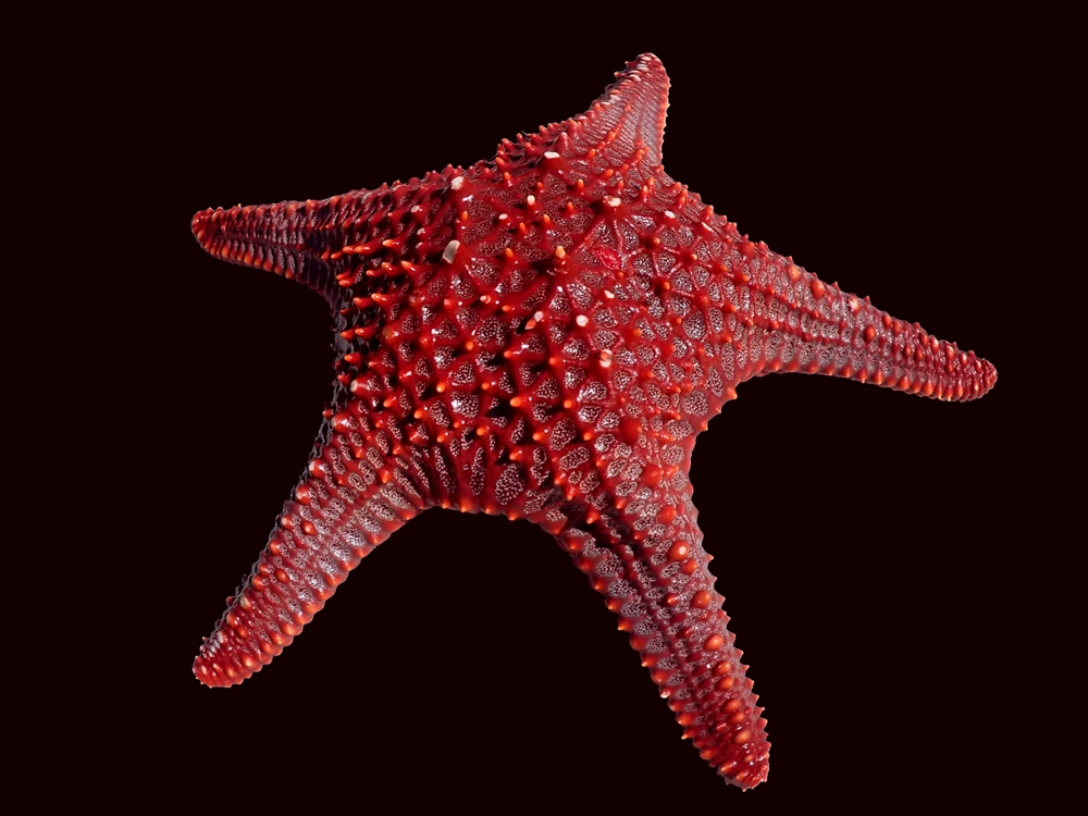 镶宝石海星,美丽又能吃的海星