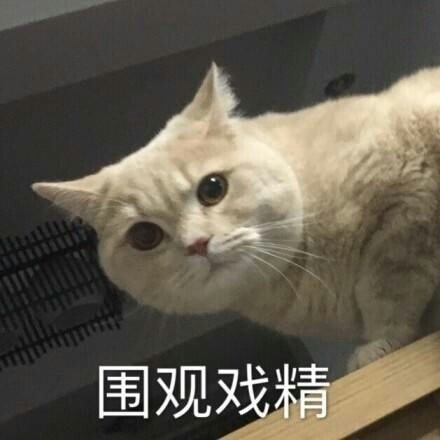 猫咪表情包合集我太难了