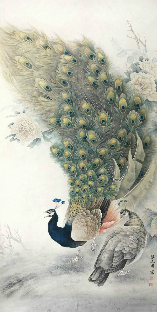 孔雀东南飞！高贵、冷艳的白孔雀