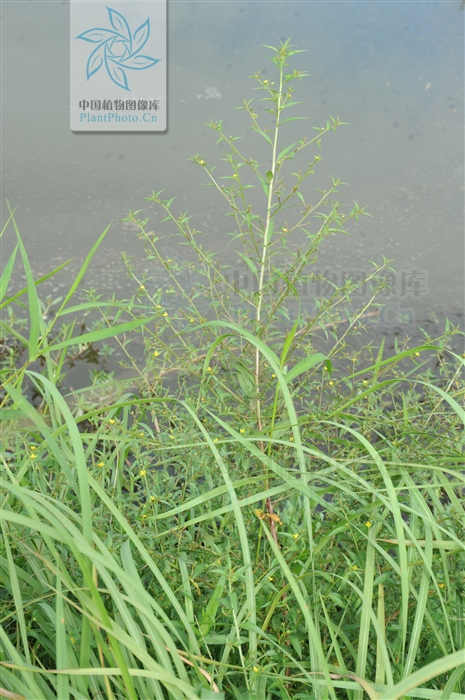 草龙,见过吗?清热解毒,生肌.用于咽喉肿痛,口腔炎,口腔溃疡