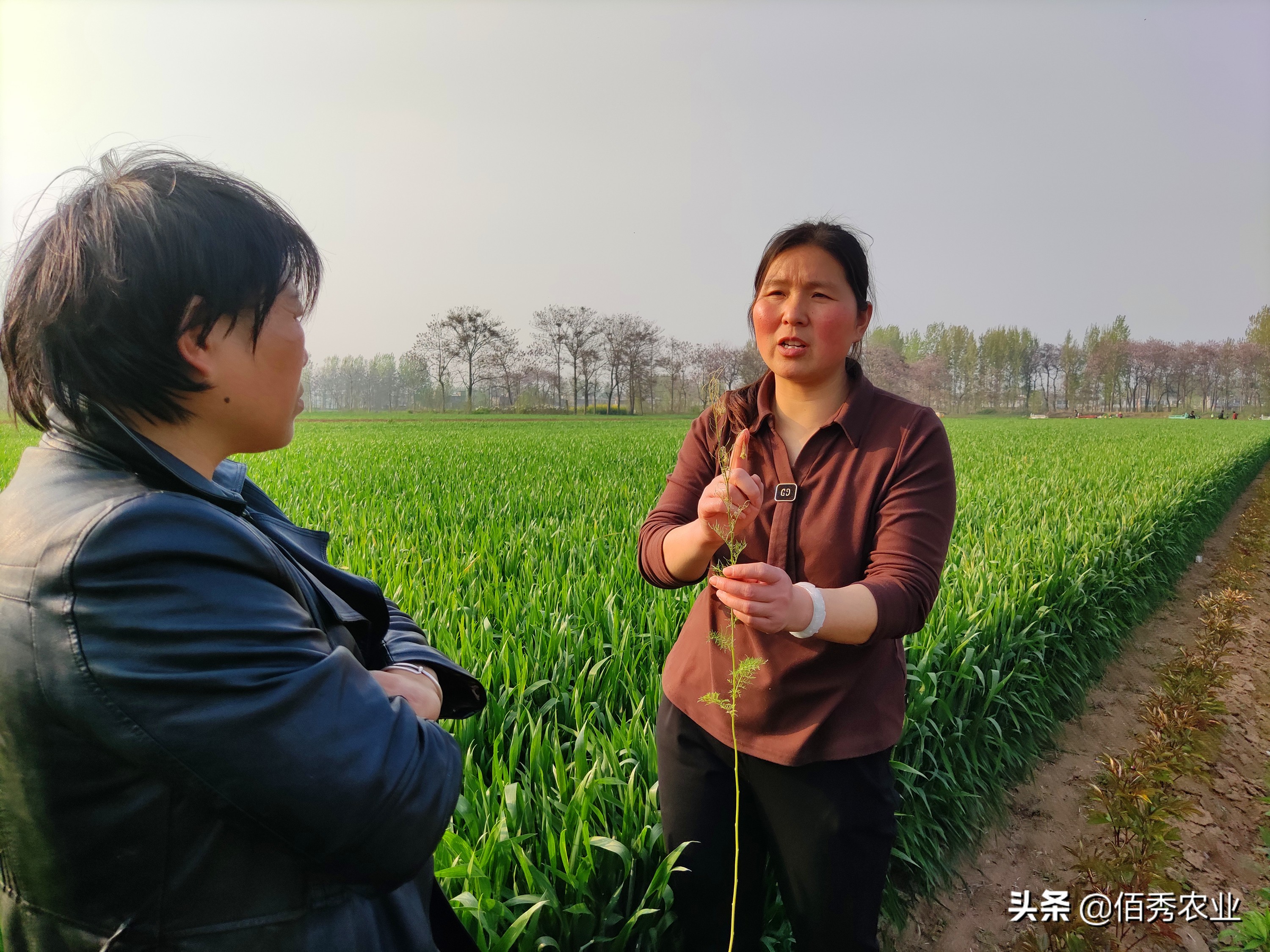 旁观者迷：种植大户不挣钱，为啥去农村承包土地的人那么多？