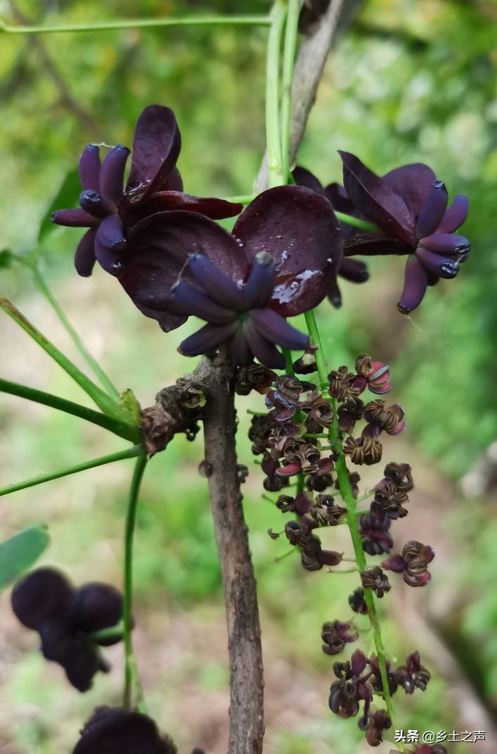 八月瓜,又叫黄狗肾,牛腰子,药用名木通,是多年生常绿藤本植物,生长于