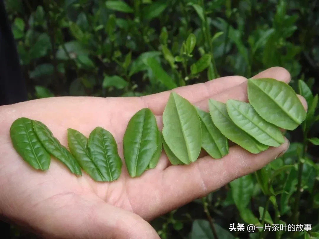 中国十大名茶，最全泡法！（建议收藏）