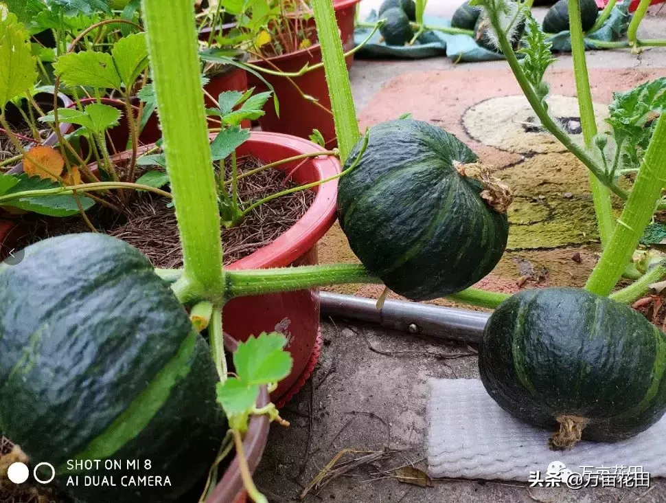 貝貝小南瓜怎樣種植貝貝南瓜家庭種植方法