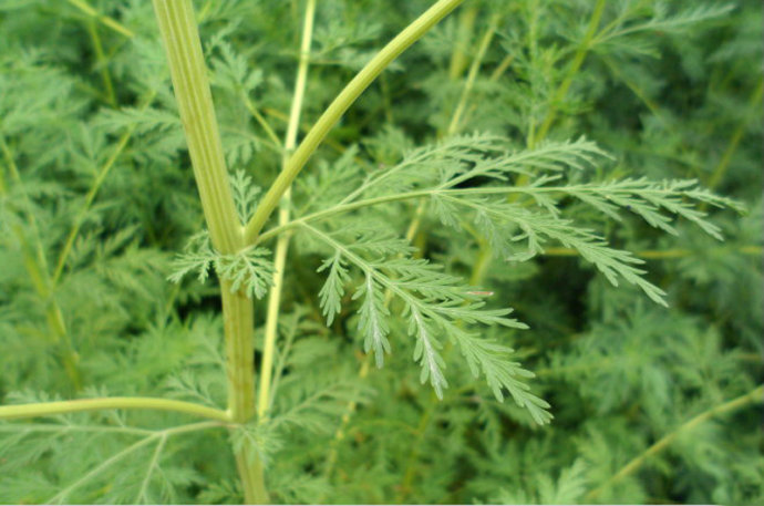 《说文解字》给的解释是:"艾蒿也"就是香蒿,上一课讲"菣"时,说过这种