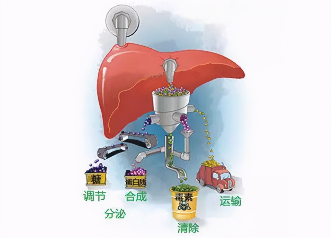 检查肝脏，选B超好还是CT好？哪个结果更准？肝病医生告诉你