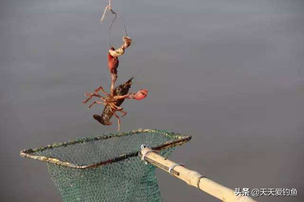 钓龙虾的方法（小龙虾的垂钓方法方法简单好操作）