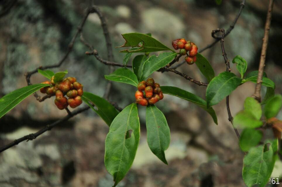 野生于山谷,溪边或山林下的巴戟天,酒浸能强筋骨,益精,利男子