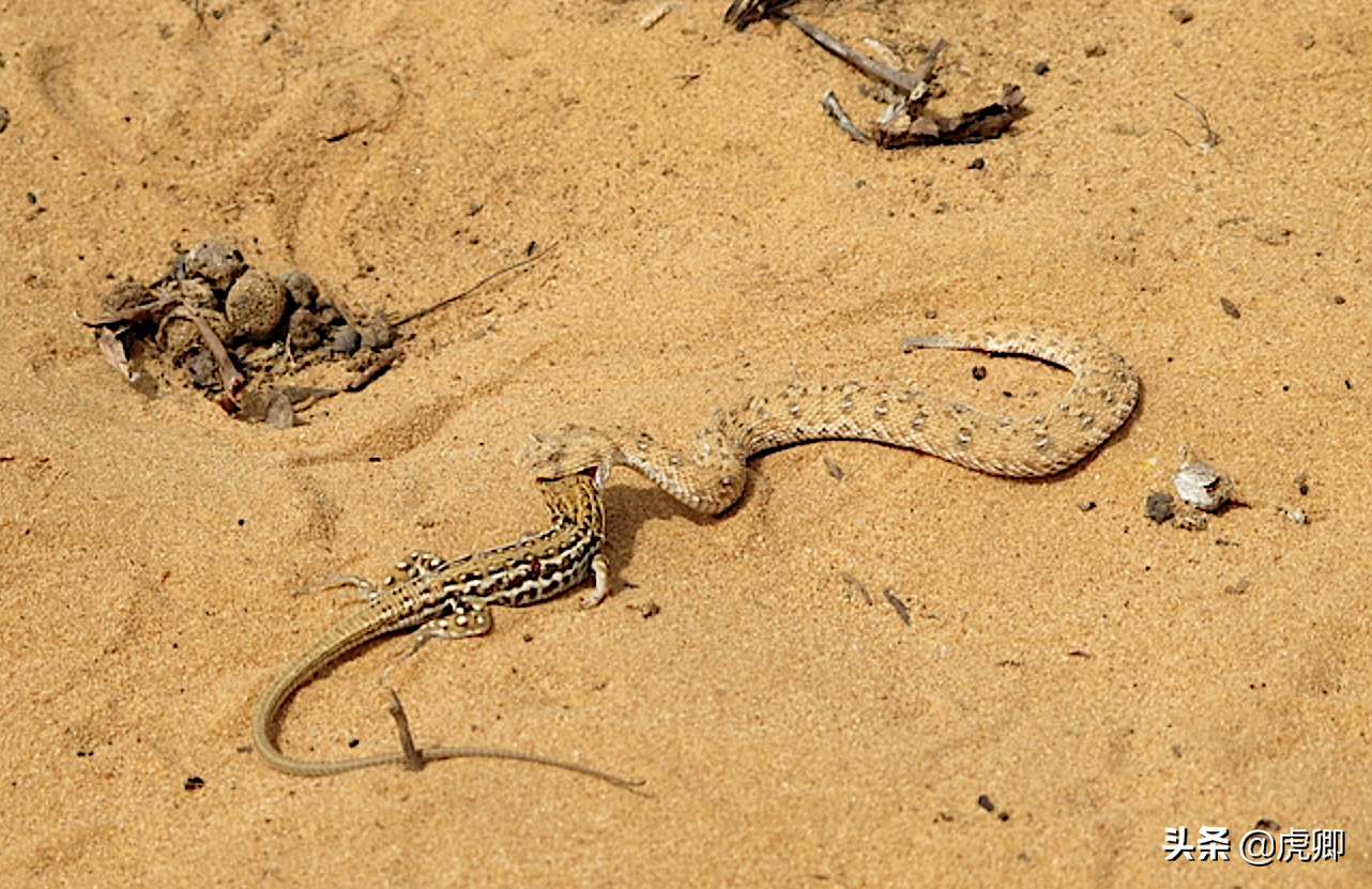 吃毒蝎的沙漠精灵，狐獴身长30厘米，为何不怕剧毒膨蝰和眼镜蛇？