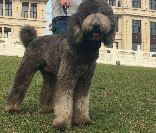 巨型贵宾犬的毛发护理小技巧,保持柔顺不是梦