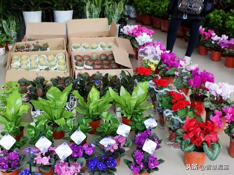 中国十大网上花店排行榜：探访最大花卉市场