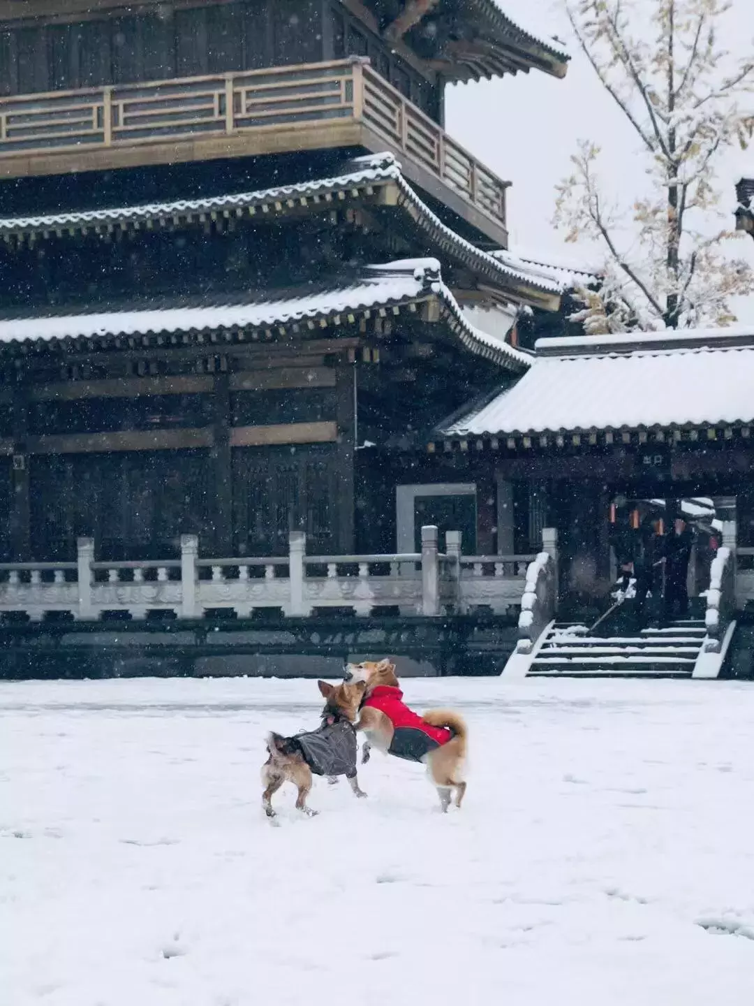 大雪纷飞，孩子们写下的诗句，美好到让人惊艳