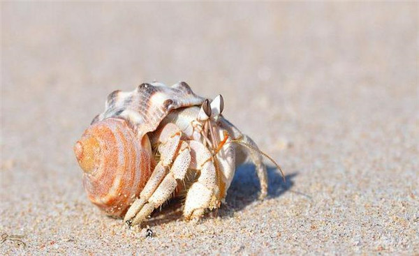 寄居蟹能吃吗(山东人喜欢吃寄居蟹的原因)