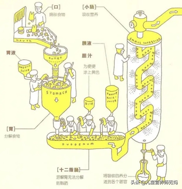 宝宝的大便为什么这么臭？看完你就明白