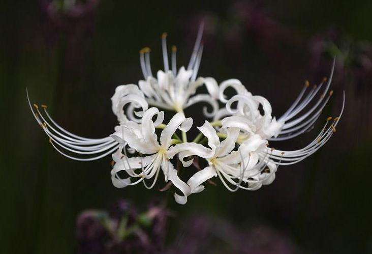 卡萨布兰卡花的价格十二星座代表的死亡之花