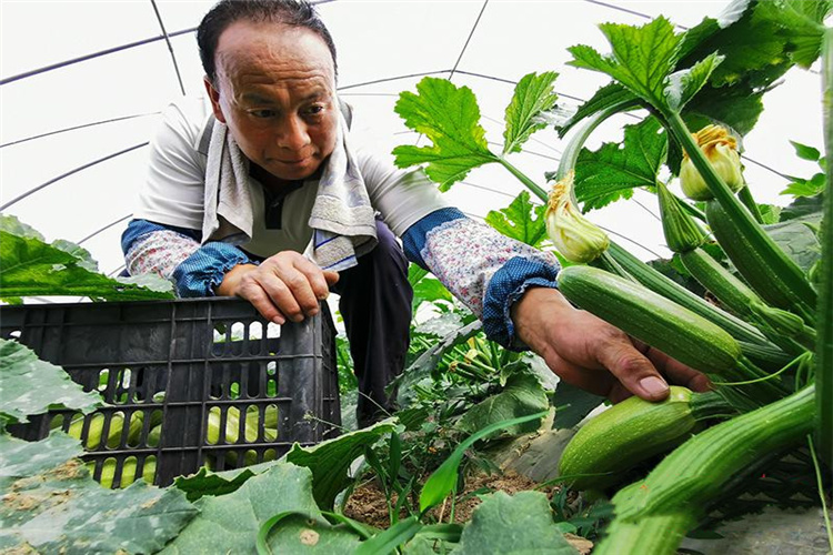 农村种植业，哪些项目有前景，可以长远规划发展呢？