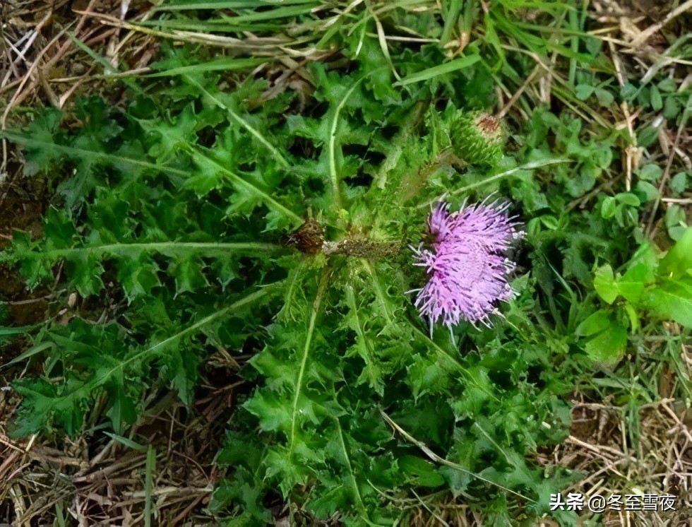 山野菜的做法,山野菜的做法大全