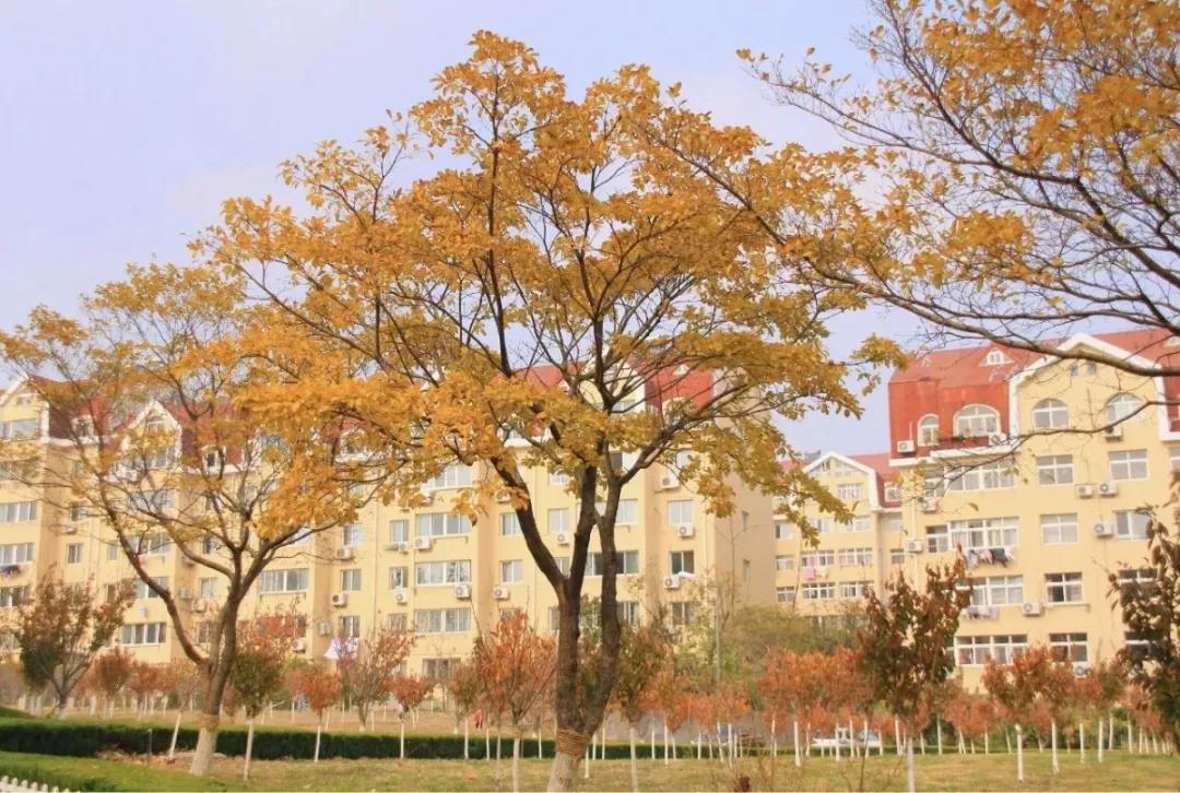 高清曝光！坐拥神仙颜值，山东最美“校花”就在这所大学里！