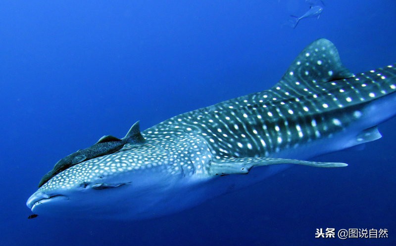 世界上最大的鱼类是谁，世界上最大的鲸鲨