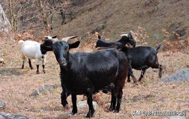 乌骨羊黑山羊的区别,养殖乌骨羊避免踏坑,需要注意的几点事项