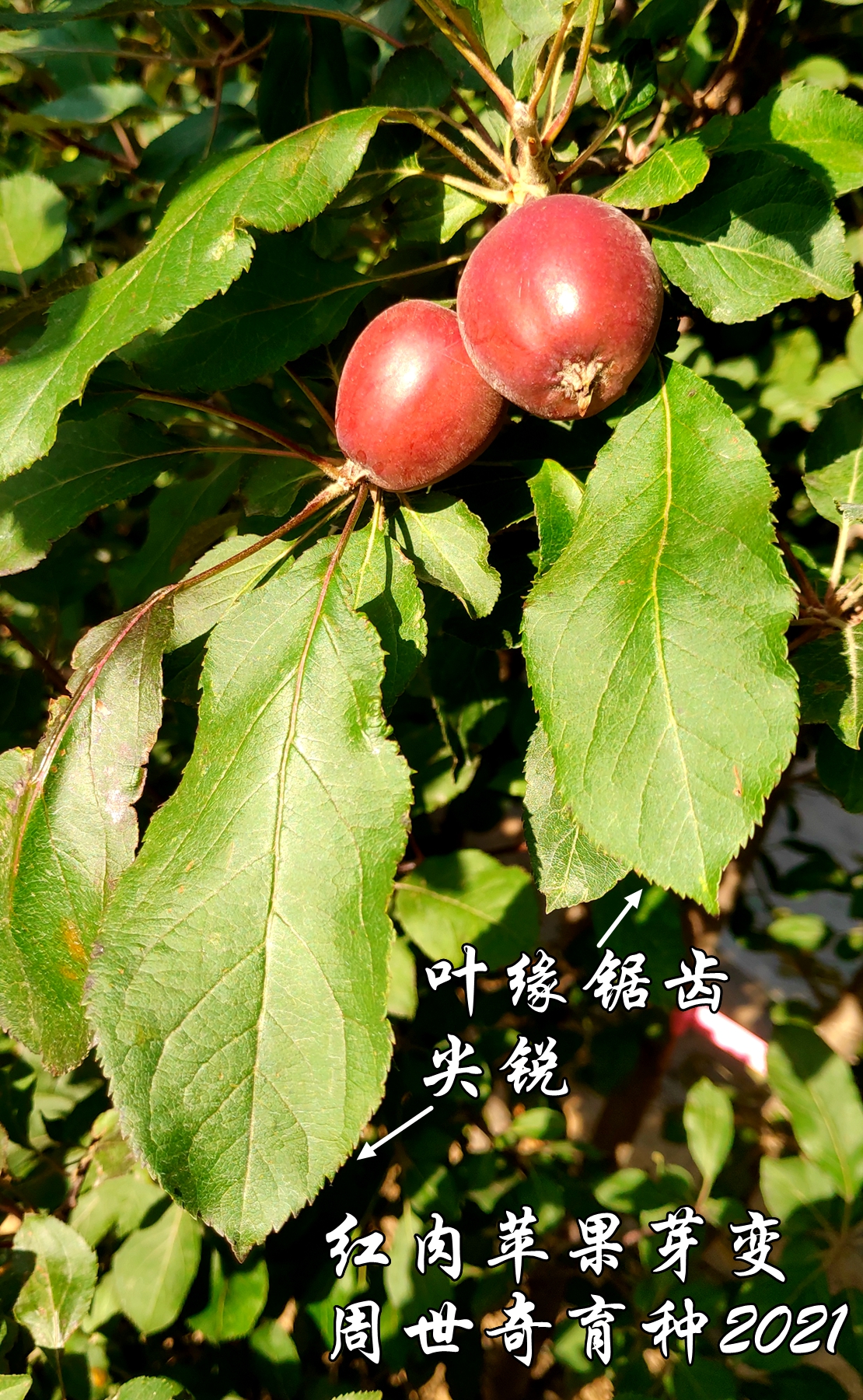 红肉苹果苗长什么样(详解红肉苹果苗的发展演变史)