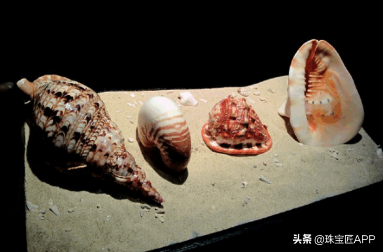 这4种能做珠宝的贝壳你都认识吗？贝壳珠宝大盘点第2弹