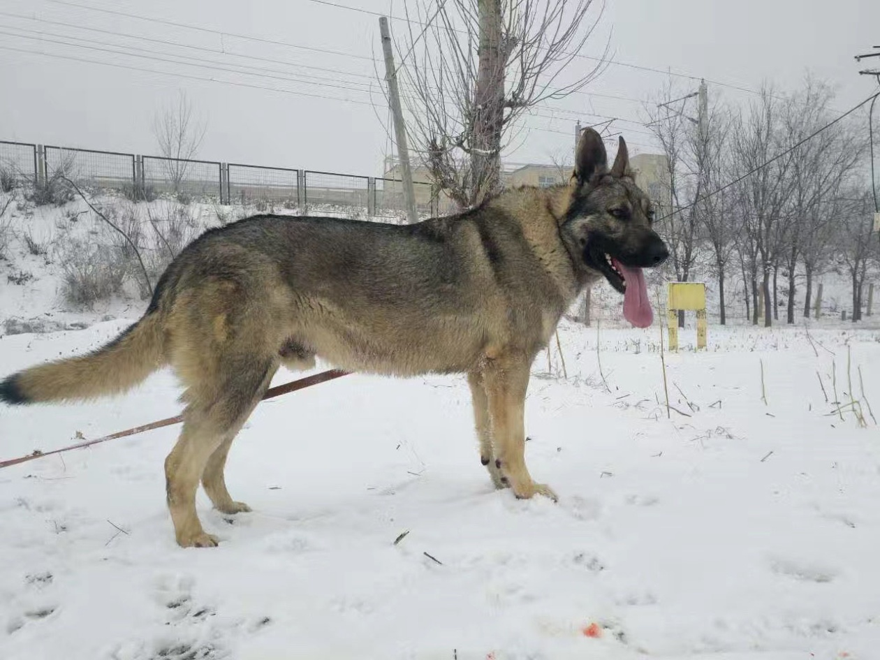 世界名犬品种大全（最全狗狗品种科普及简要介绍）