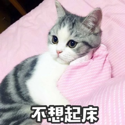 猫咪表情包合集｜你都没有胸，凶什么凶