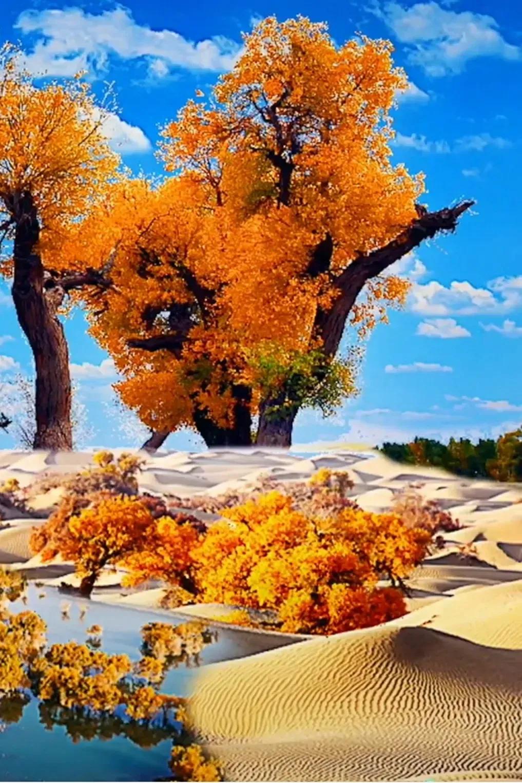 生如胡杨,笑对沧桑