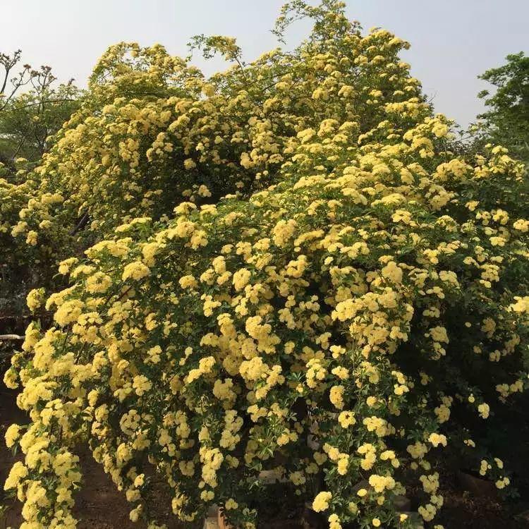 木香花为什么不能种在家里(家里种几种爬藤花，一年就爬满墙，开花野蛮精致，吃掉你的房)