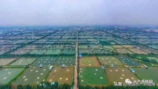 鱸魚(yú)產(chǎn)自哪里,我國(guó)的四大名魚(yú)之一的鱸魚(yú)產(chǎn)于哪里
