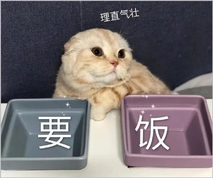 猫咪表情包｜哦，关我屁事