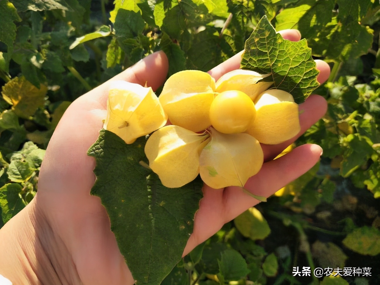 1种香甜"水果",长得像灯笼,营养丰富补性十足,你吃过吗?