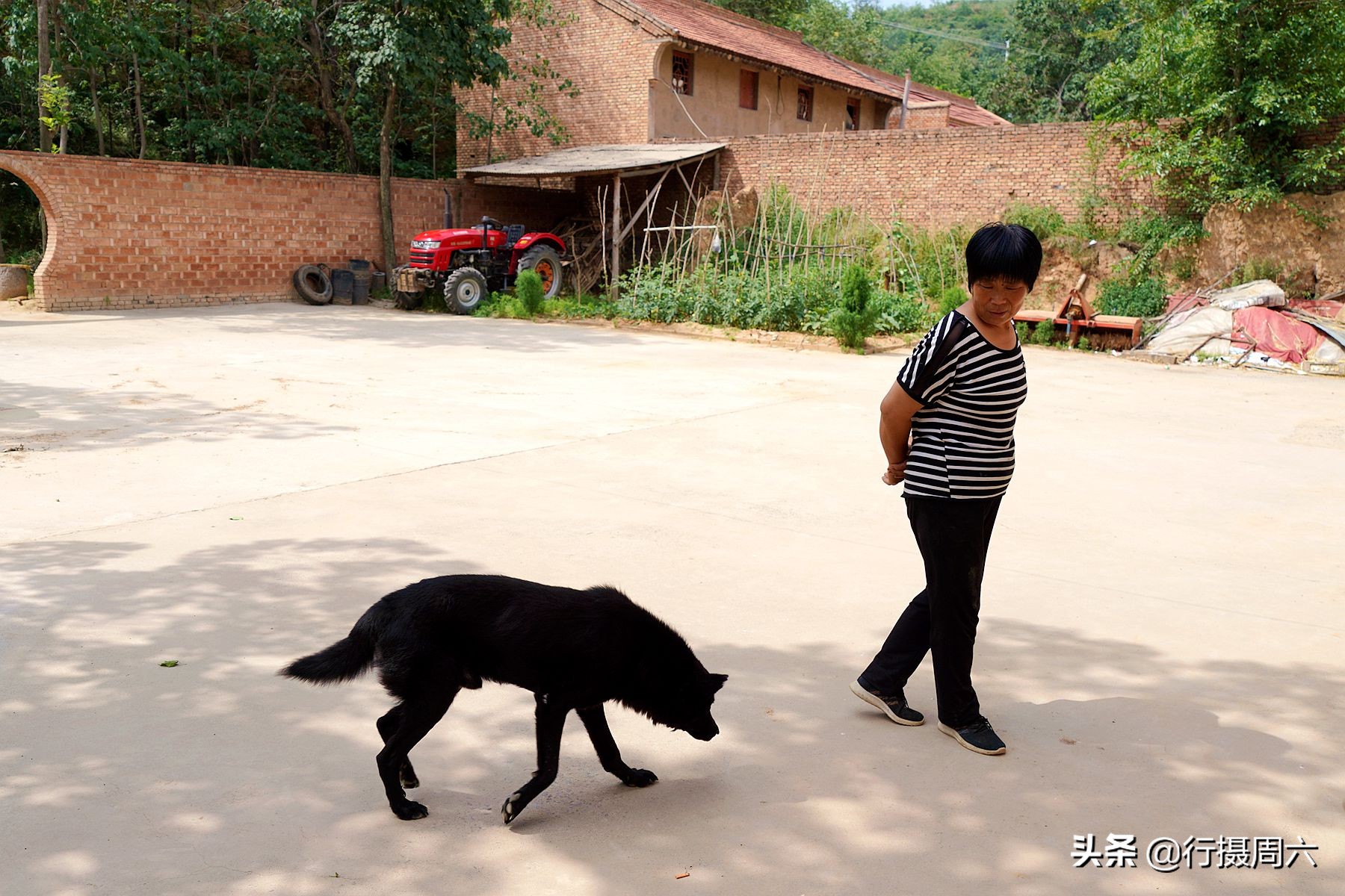 黑熊狗长什么样（黑熊犬的特征和成长图片大全）