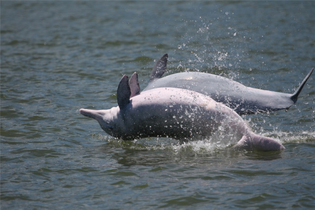 厦门海域出现"金海豚",两只中华白海豚伴其左右,是新物种吗?