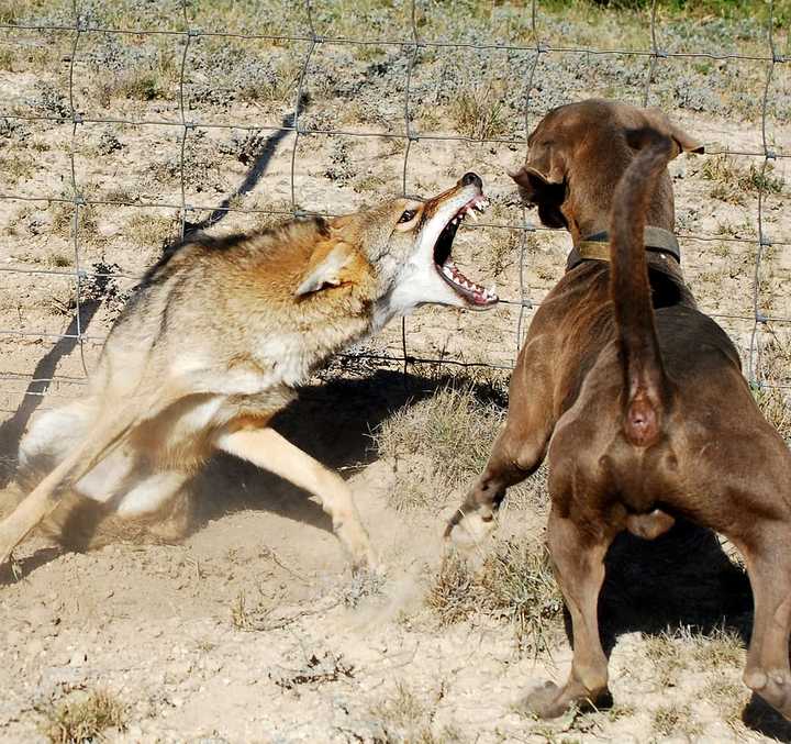 世界名犬品种大全（最全狗狗品种科普及简要介绍）