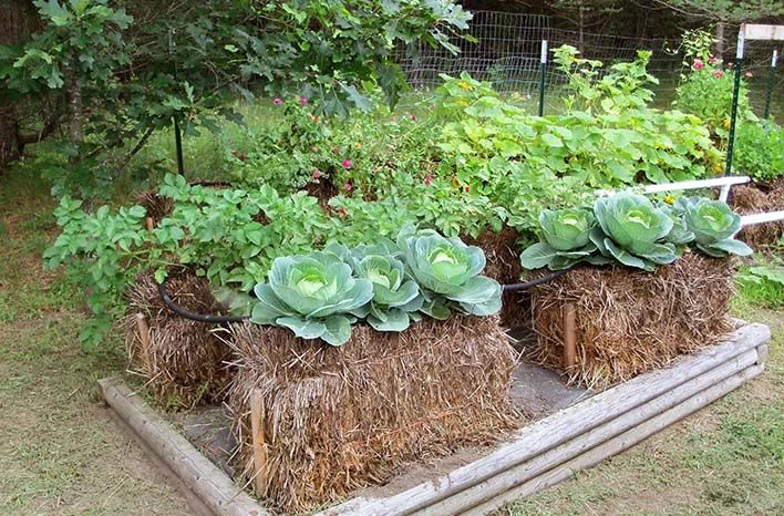 用稻草稈、秸稈制作花床，種蔬菜、養(yǎng)開花植物，好看又實(shí)用的創(chuàng)意