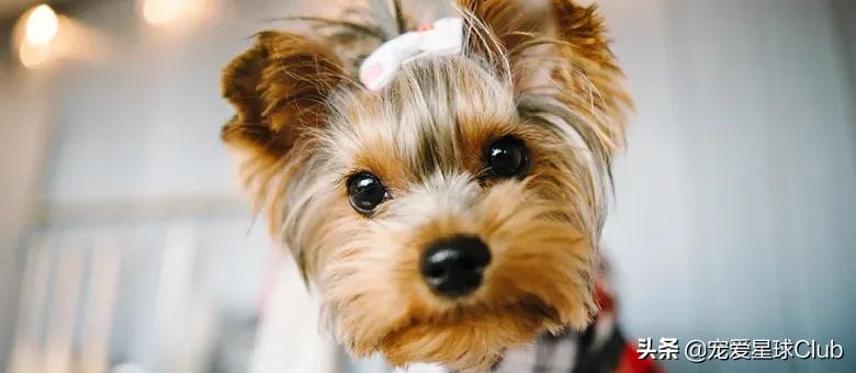 约克夏犬,英国的捕鼠小公主