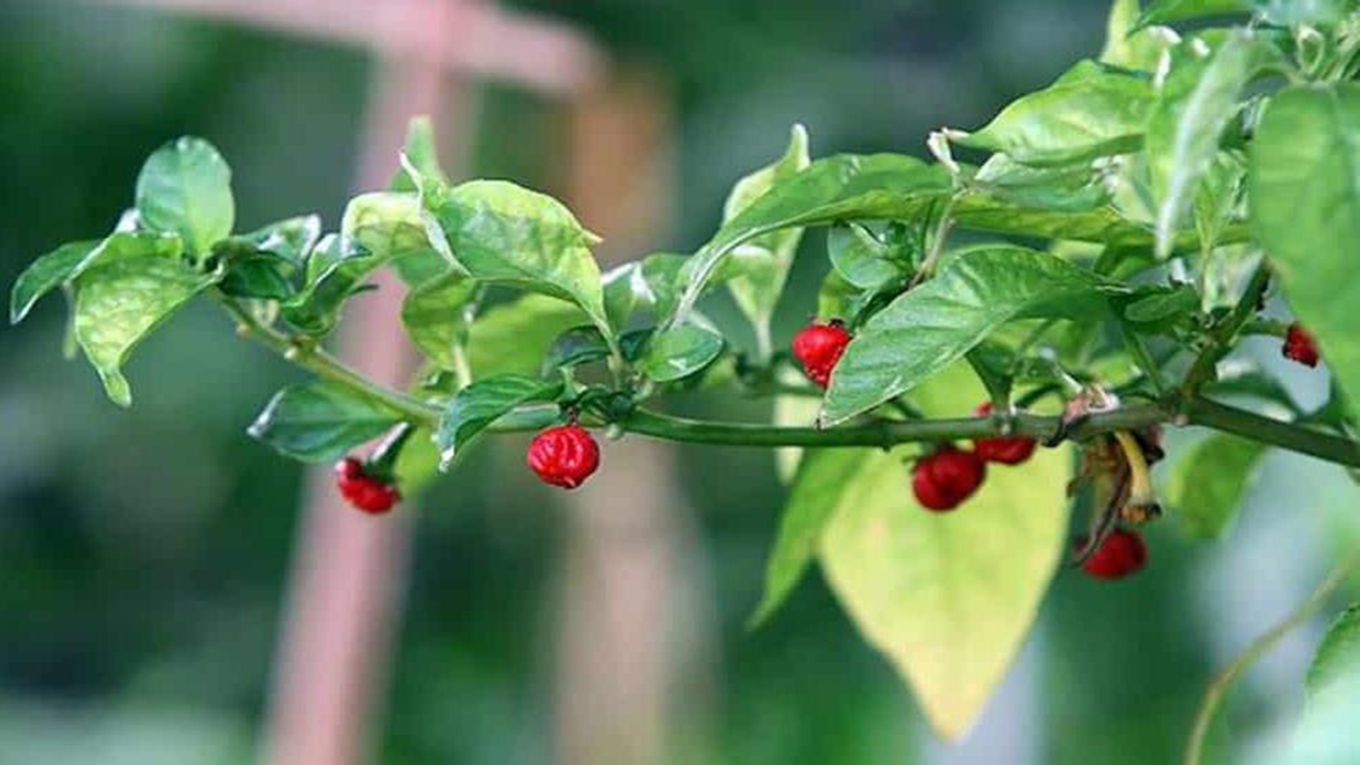 辣到痛彻心扉,世界辣度排名前三的辣椒,每一个都不可小看