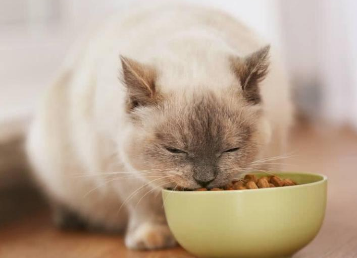 不养折耳猫的5大理由，你能接受吗？