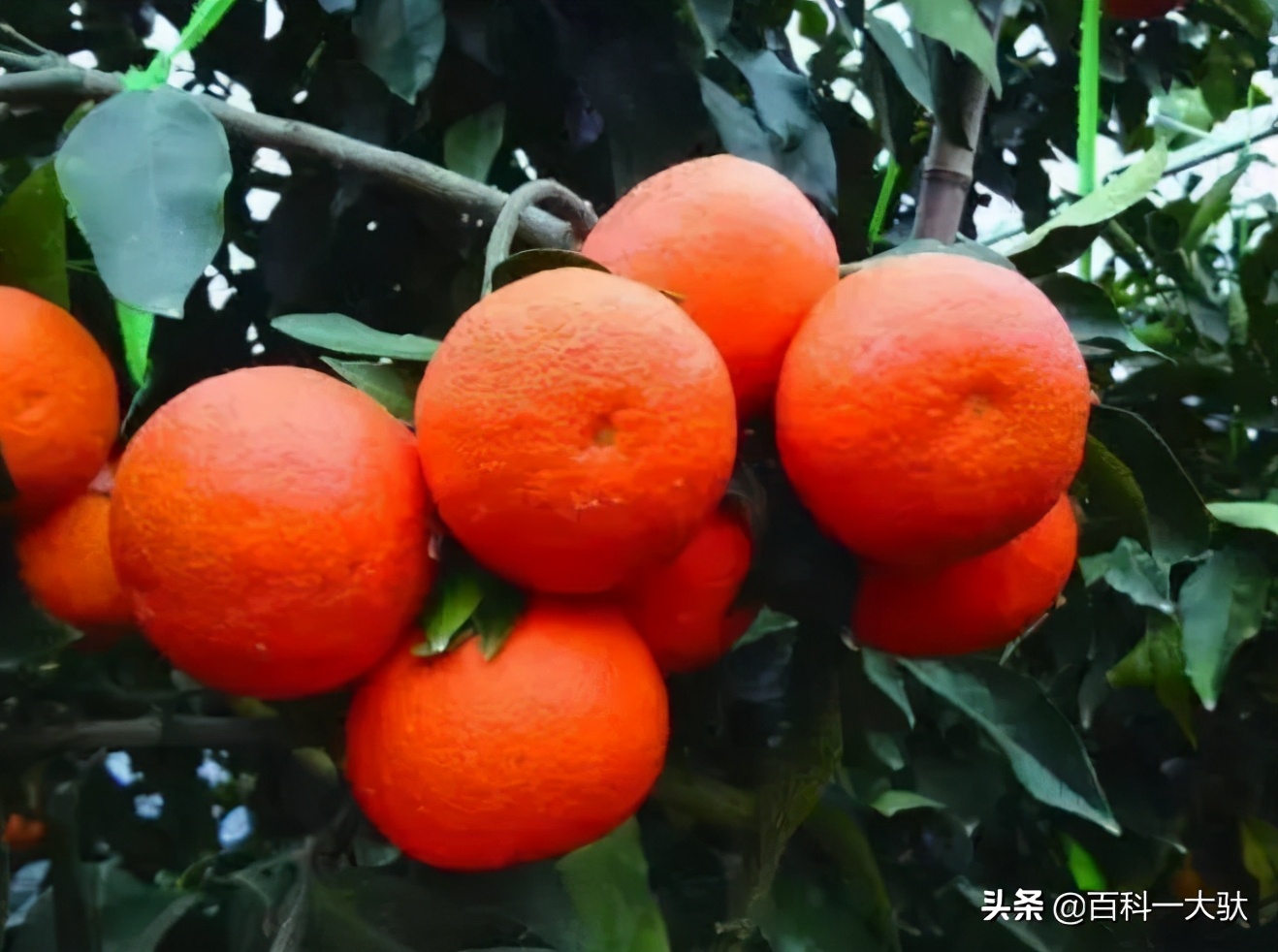 十大最好吃的橘子（柑子）介绍