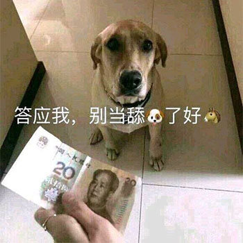 狗狗表情包｜确认过眼神，是不理的人