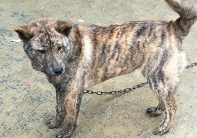 杂色不代表基因缺陷,虎斑犬曾为皇室御犬