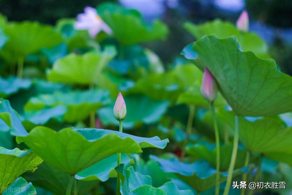 赏读陆游两首仲夏诗：芙蓉虽瘦亦弥漫，照眼翠盖遮红妆