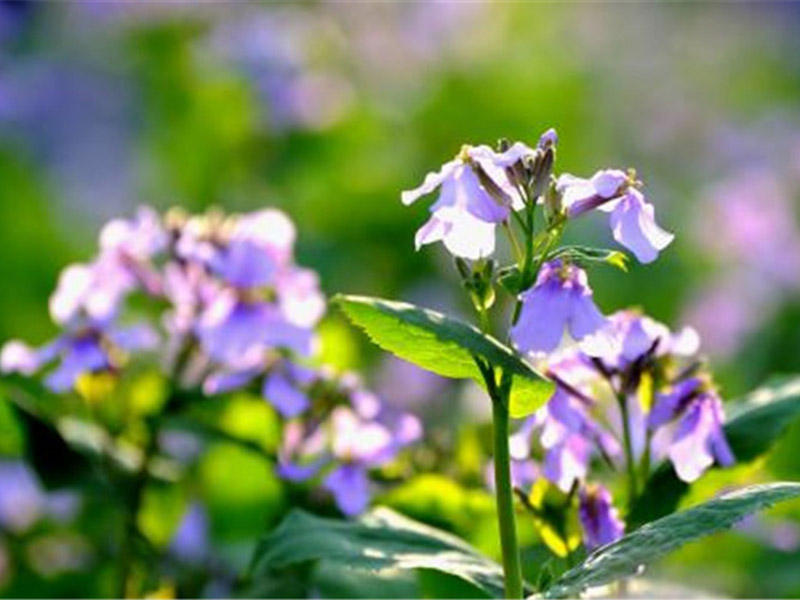 二月兰种植时间（二月兰的种植技术及主要价值）